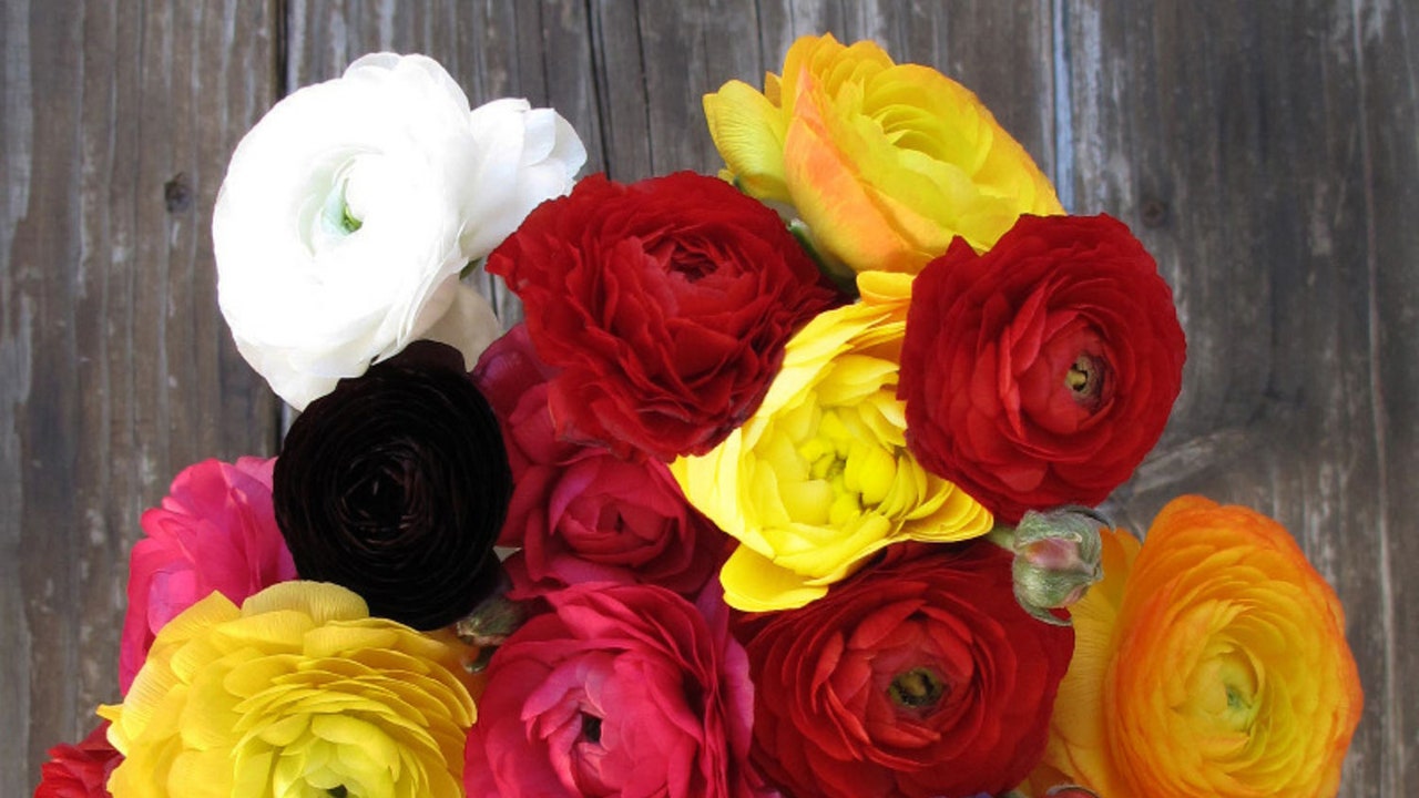 Reliable Shop for Fresh Flowers in Toronto