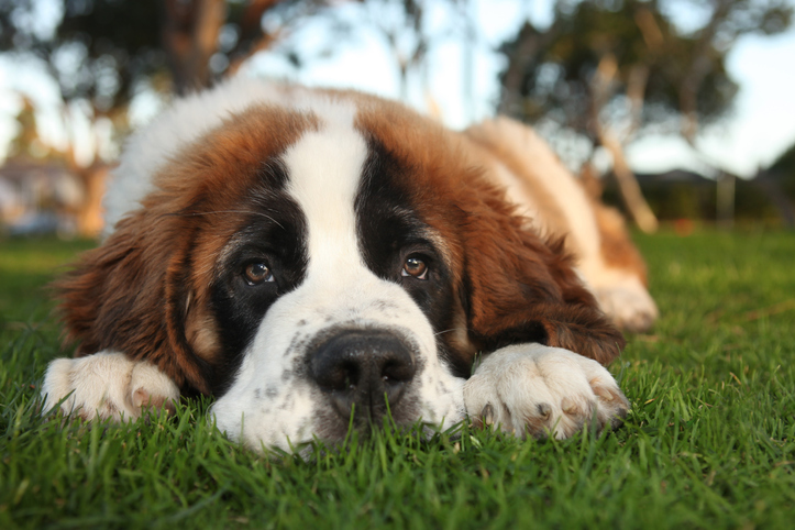 How to Use Probiotics for Dogs