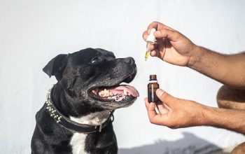 best cbd oil for dogs